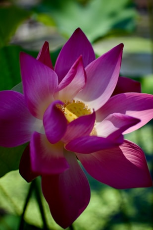 A vibrant lotus flower blooming against a soft, blurred background symbolizing enlightenment.