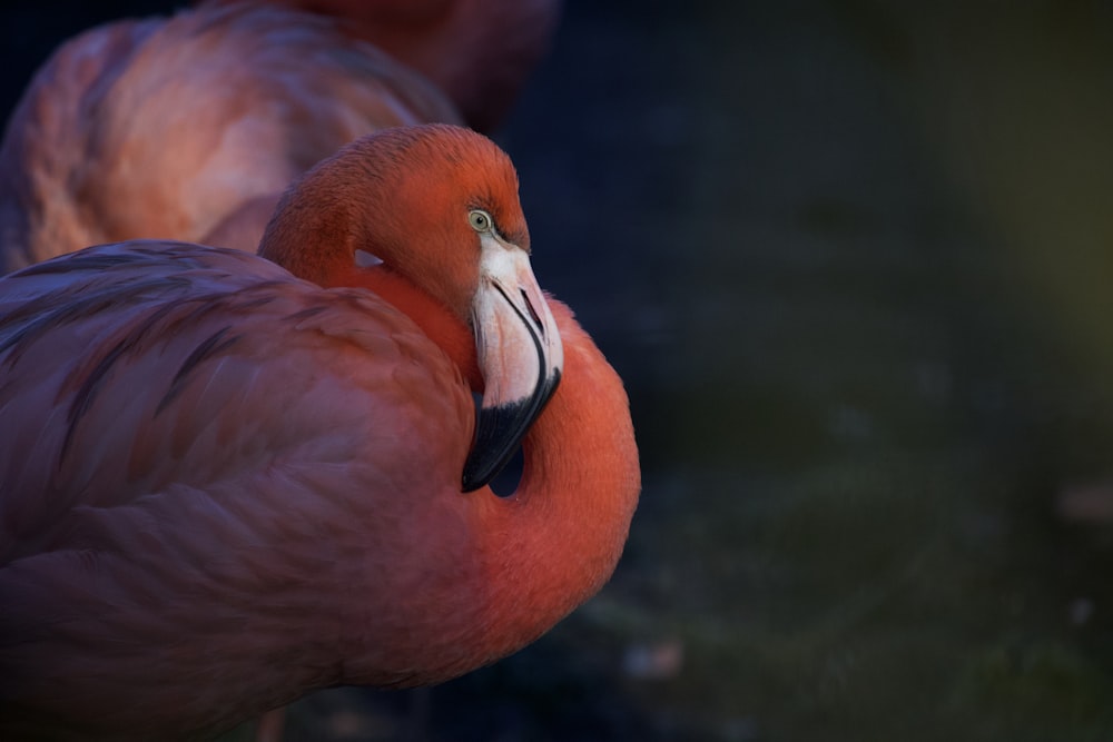 a close up of a pink flamingo with a black background