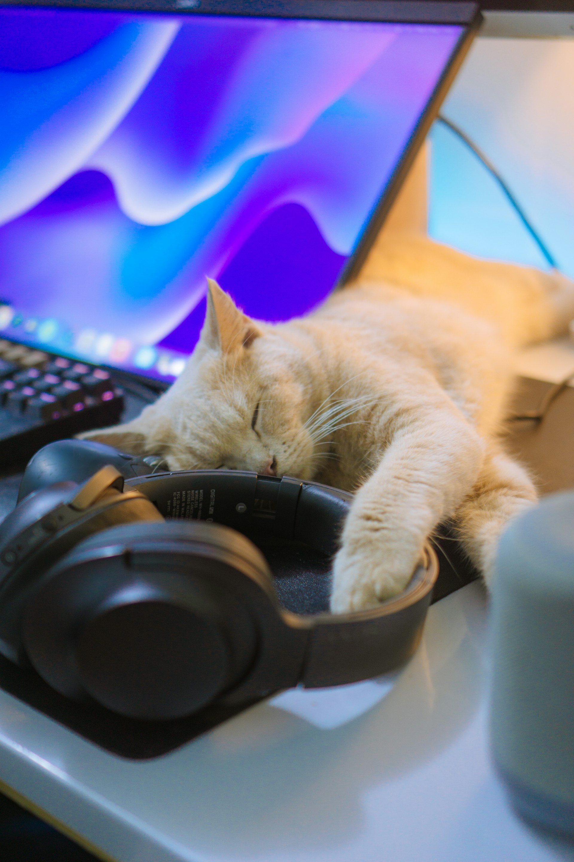 a cat laying on top of a laptop computer
