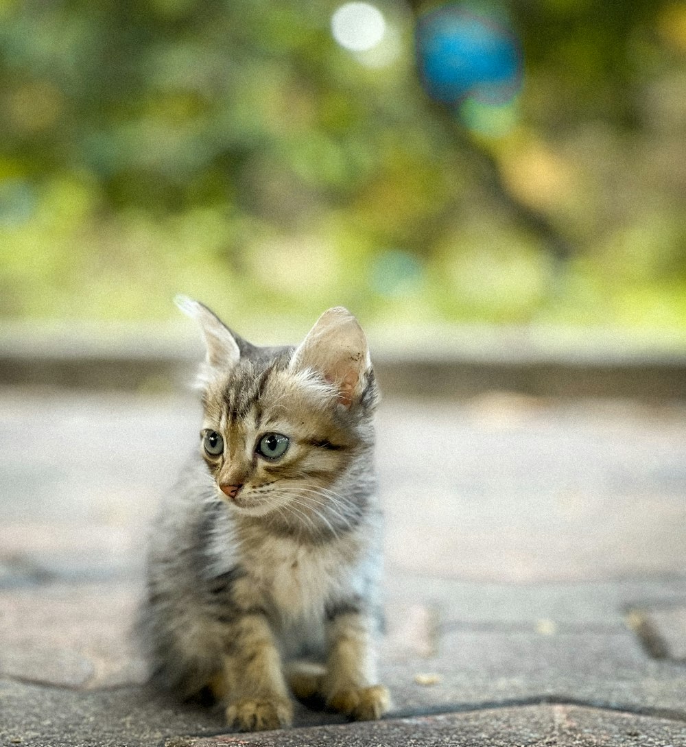 a small kitten sitting on top of a sidewalk