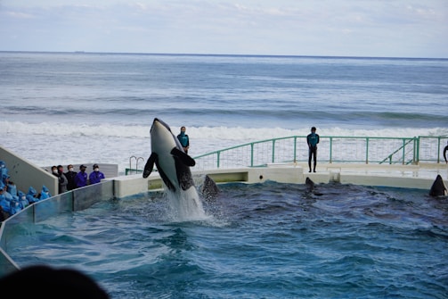 An orca leaps out of a pool of clear blue water in a marine park setting, surrounded by professional trainers and an audience. The ocean stretches out in the background, with gentle waves and overcast skies adding to the scene.