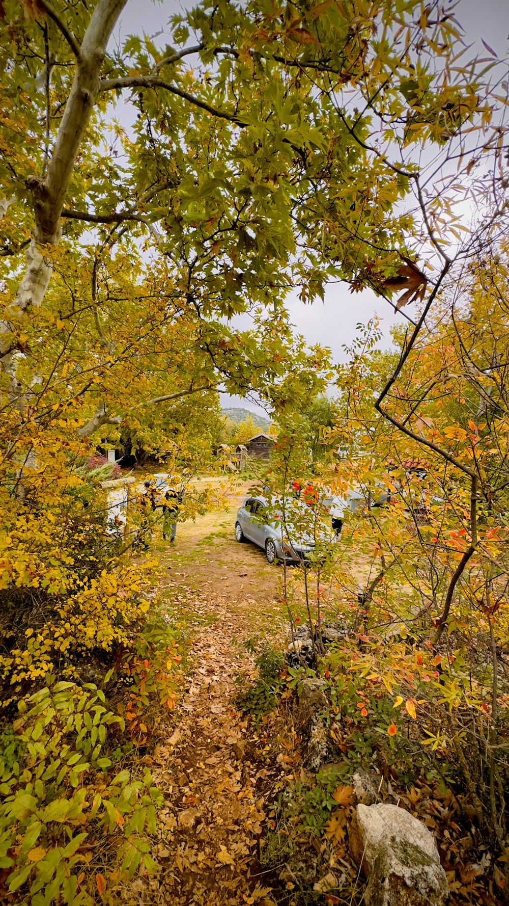 a car parked on a dirt road surrounded by trees