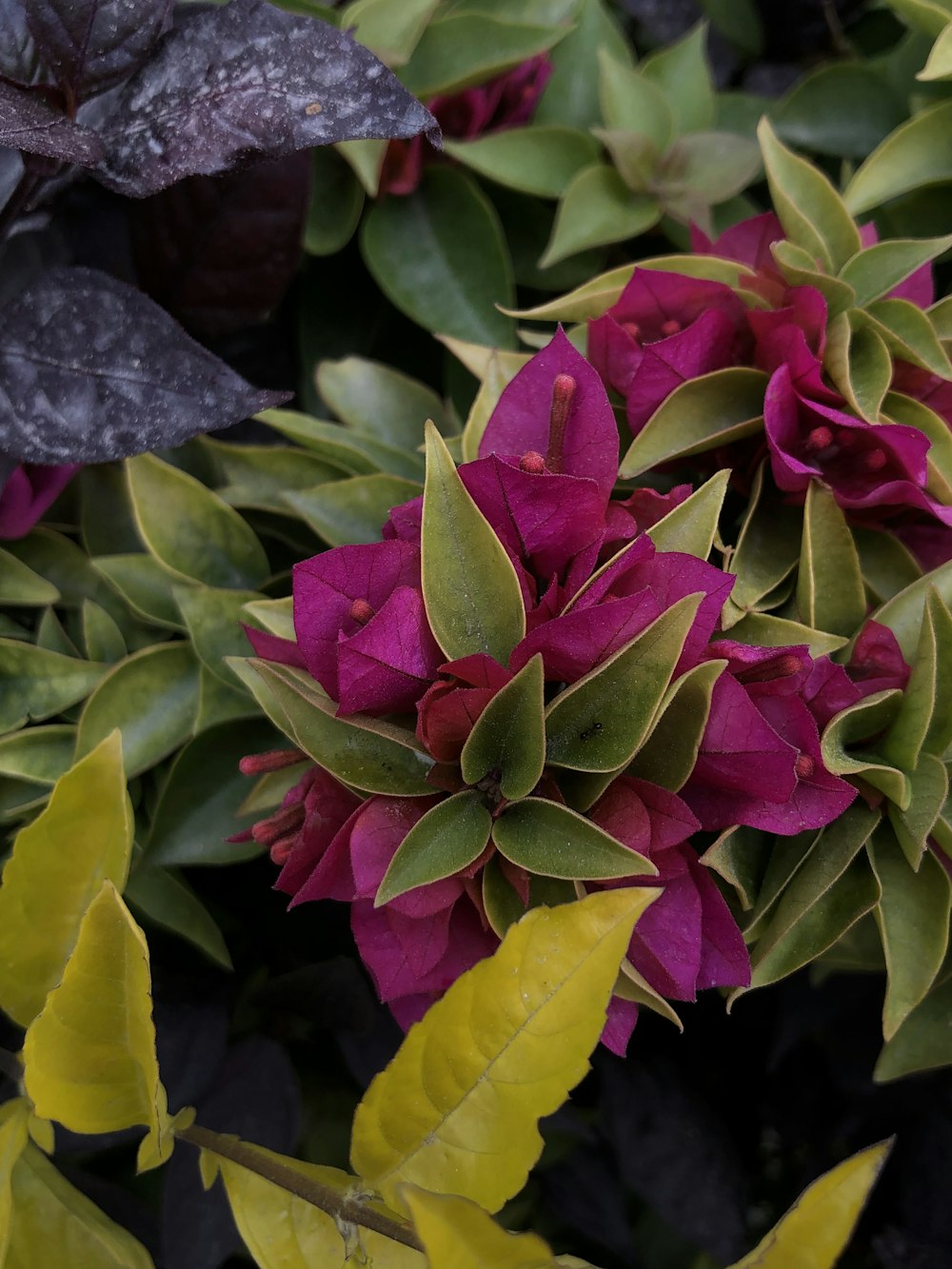 a close up of a purple flower surrounded by green leaves