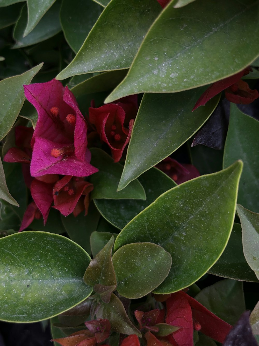 a close up of a plant with red flowers and green leaves