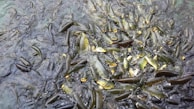 A large group of fish densely packed together in water, with several fish surfacing and others visible beneath the surface. The water appears murky with a greenish tint, and some fish mouths are open.