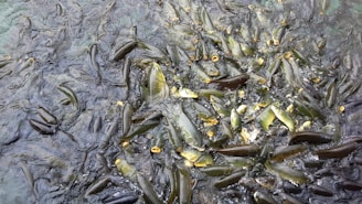 A large group of fish densely packed together in water, with several fish surfacing and others visible beneath the surface. The water appears murky with a greenish tint, and some fish mouths are open.
