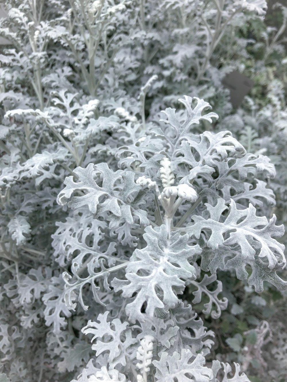 a close up of a plant with snow on it