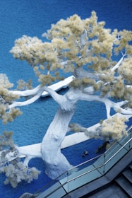 A large artificial tree with white bark and light yellowish foliage is positioned on a textured blue surface. The setting appears to be indoors, with stainless steel railings on the lower part of the image. The blue background resembles a carpet or decorative floor, providing a striking contrast with the white and yellow tones of the tree.
