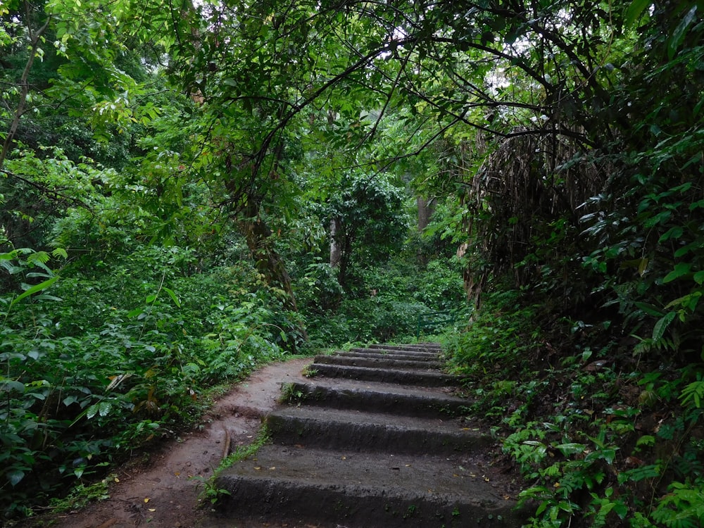 a set of steps leading through a forest
