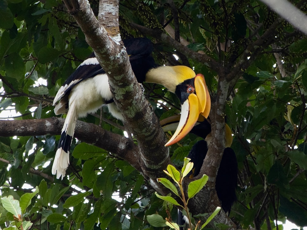 a black and white bird with a yellow beak in a tree