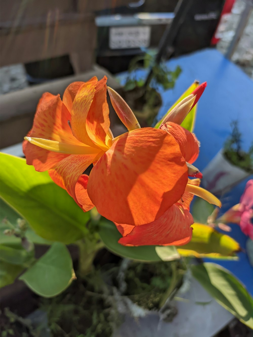 a close up of an orange flower in a pot