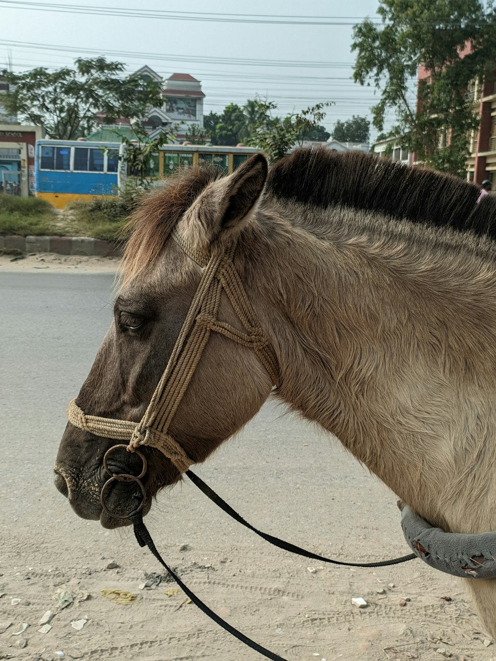 a close up of a horse with a bridle on