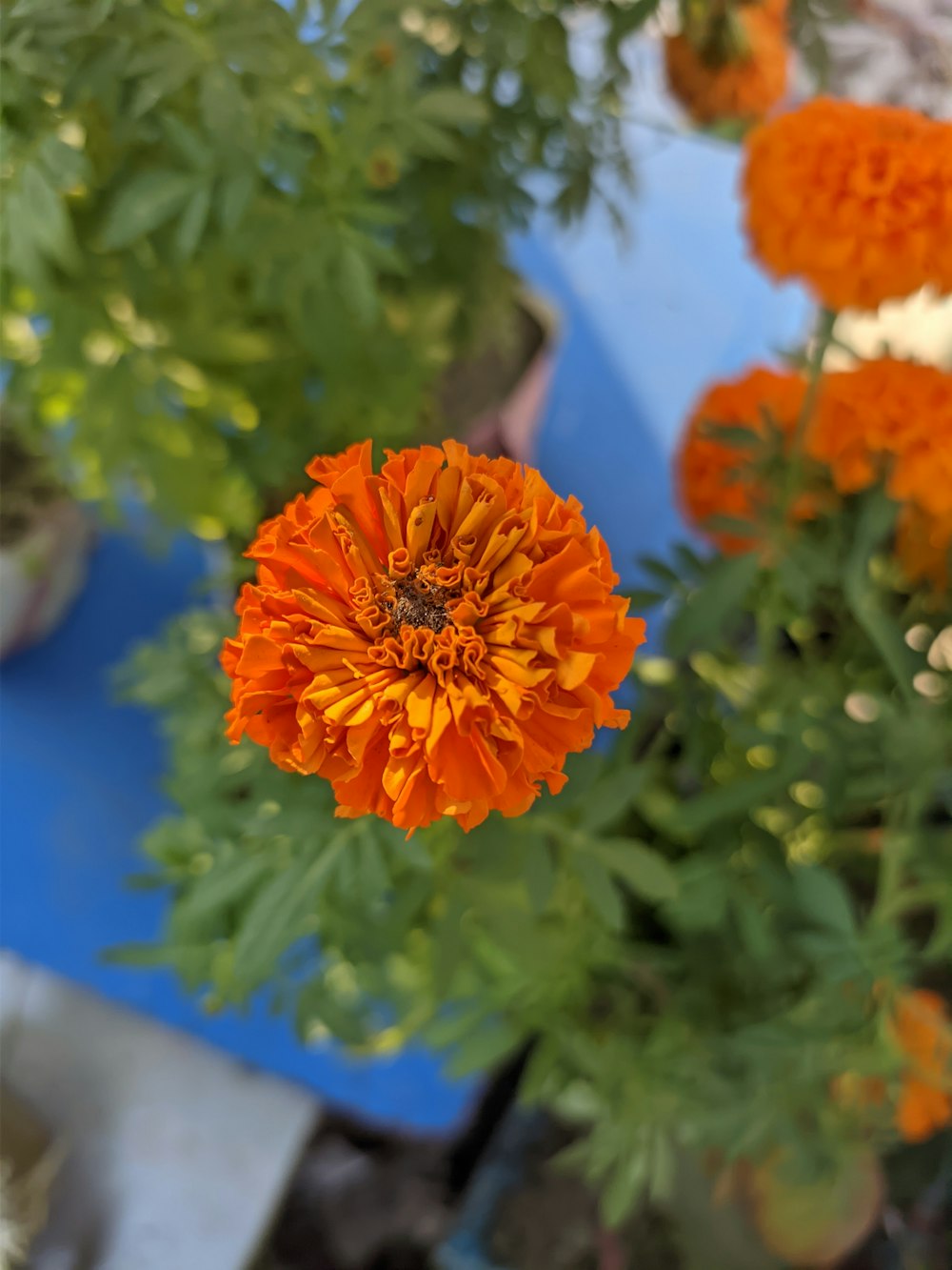 a close up of an orange flower in a pot