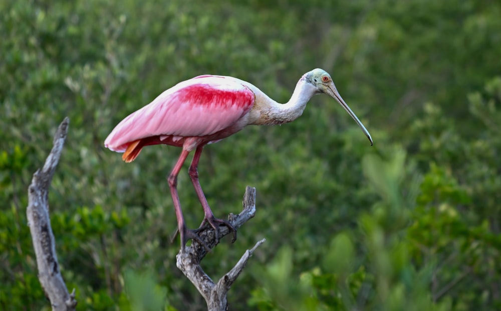 a pink and white bird standing on top of a tree branch