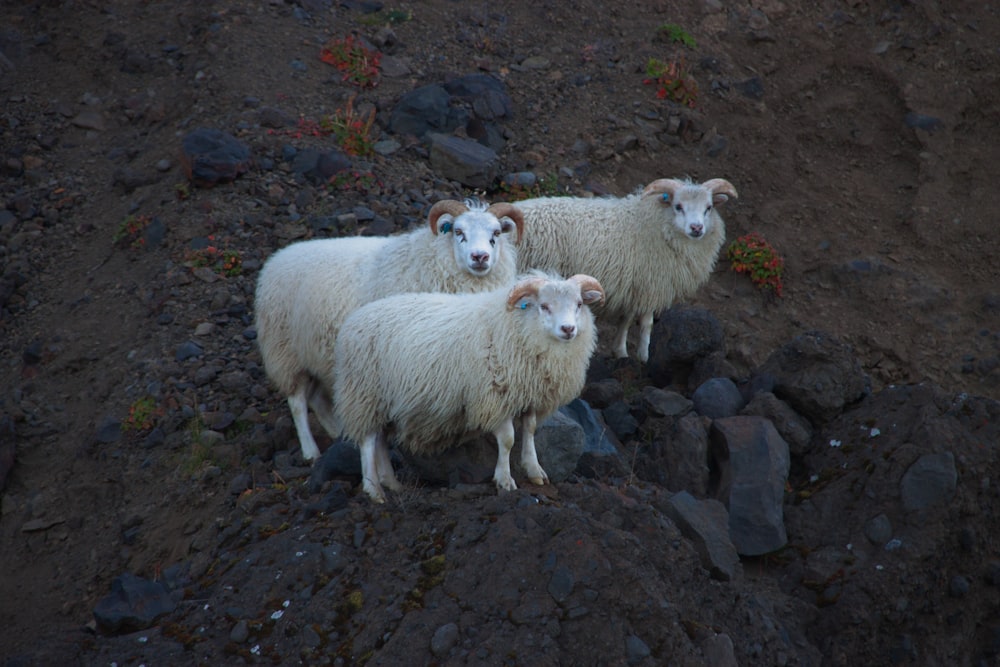 a group of sheep standing on top of a rocky hill