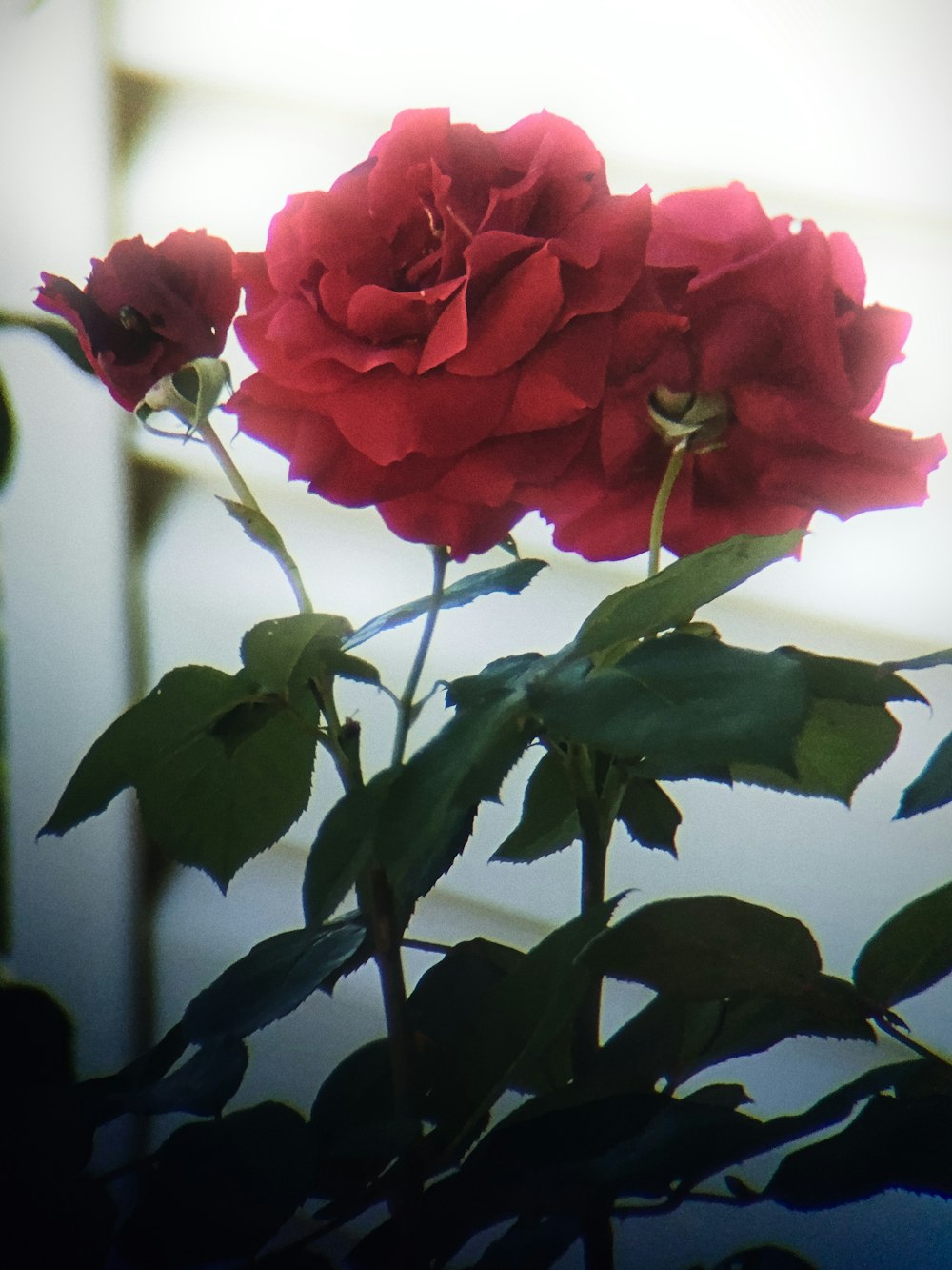 花瓶に生けられた2本の赤いバラの接写