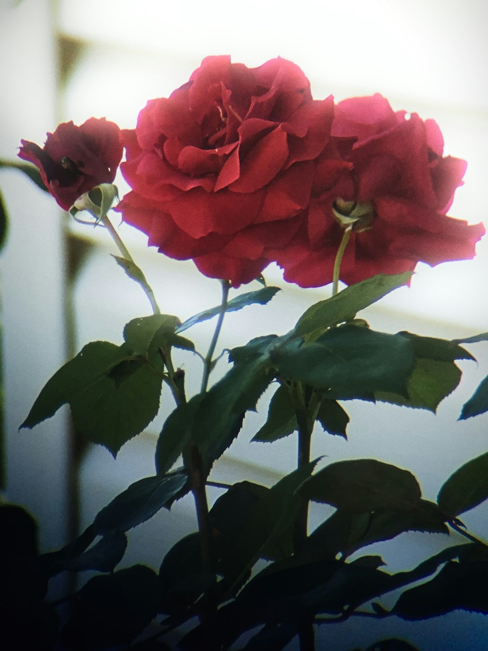 a close up of two red roses in a vase