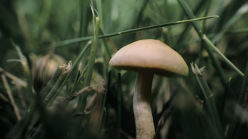 A small mushroom with a pale cap grows amidst a dense patch of green grass. The surrounding grass blades are in focus, creating a natural and earthy setting.