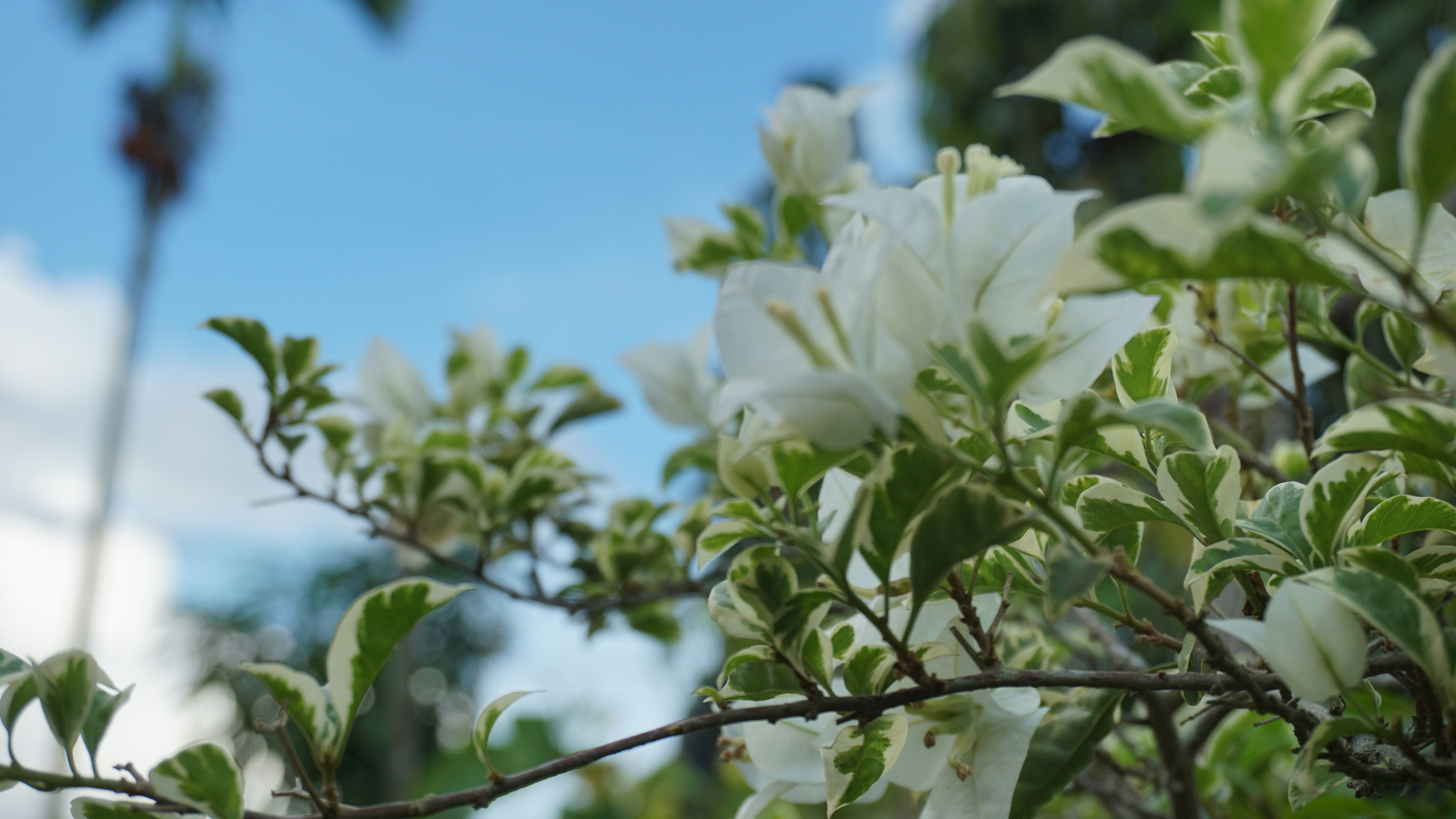 a close up of a tree with white flowers