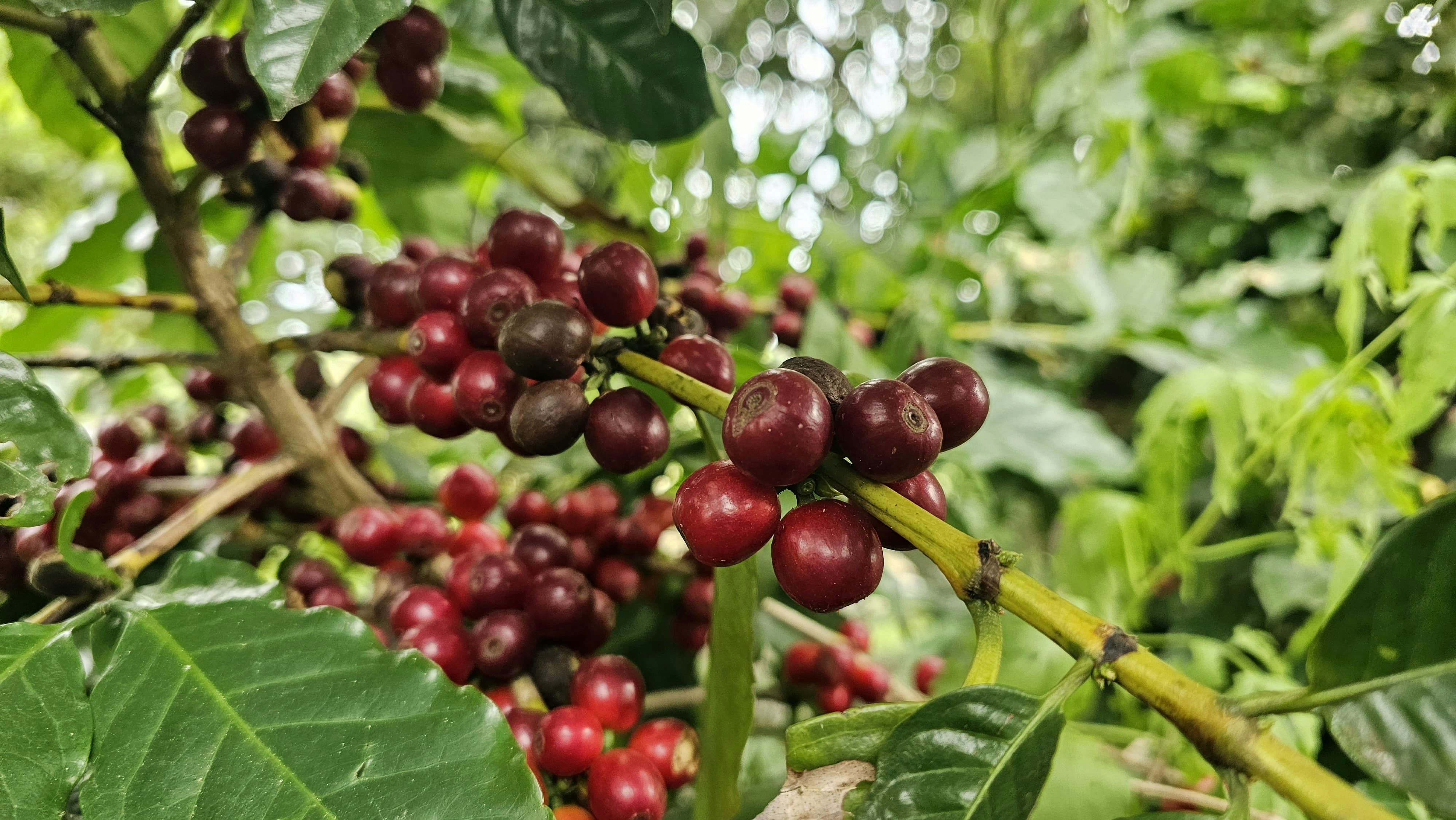 a bunch of berries hanging from a tree