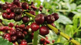 Close-up of ripe crimson berries and fresh greens from a local market stall.
