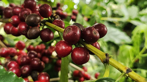 Close-up of ripe crimson berries and fresh greens from a local market stall.