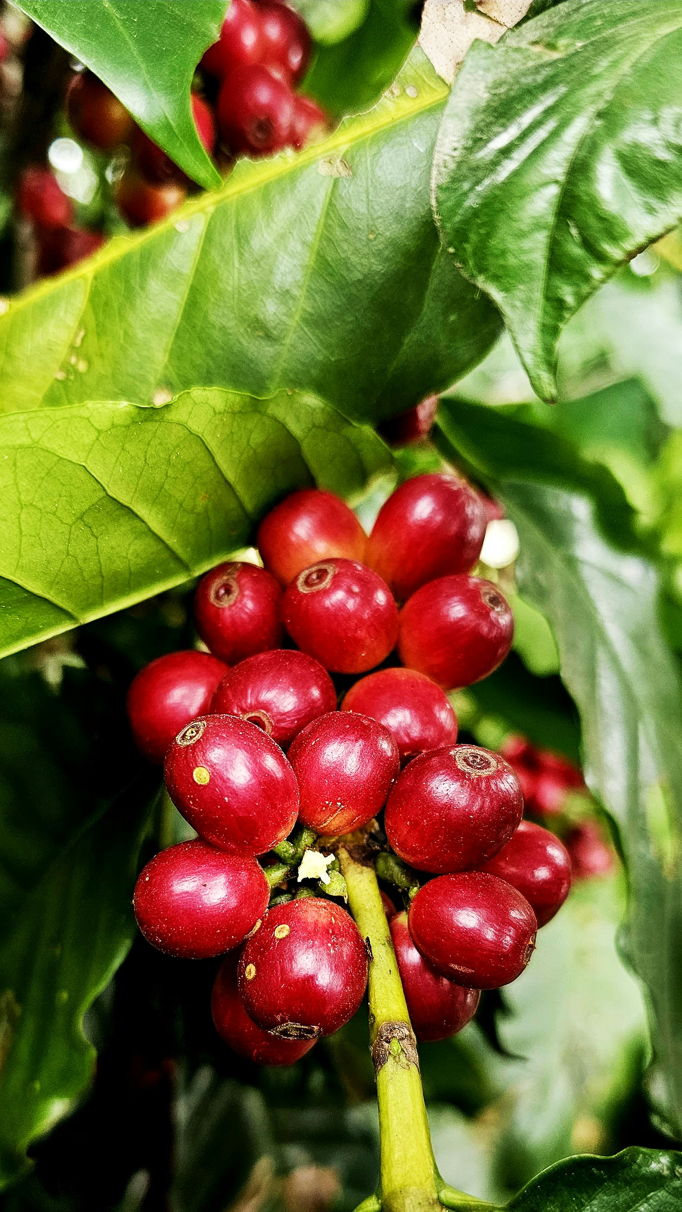 a close up of a bunch of berries on a tree