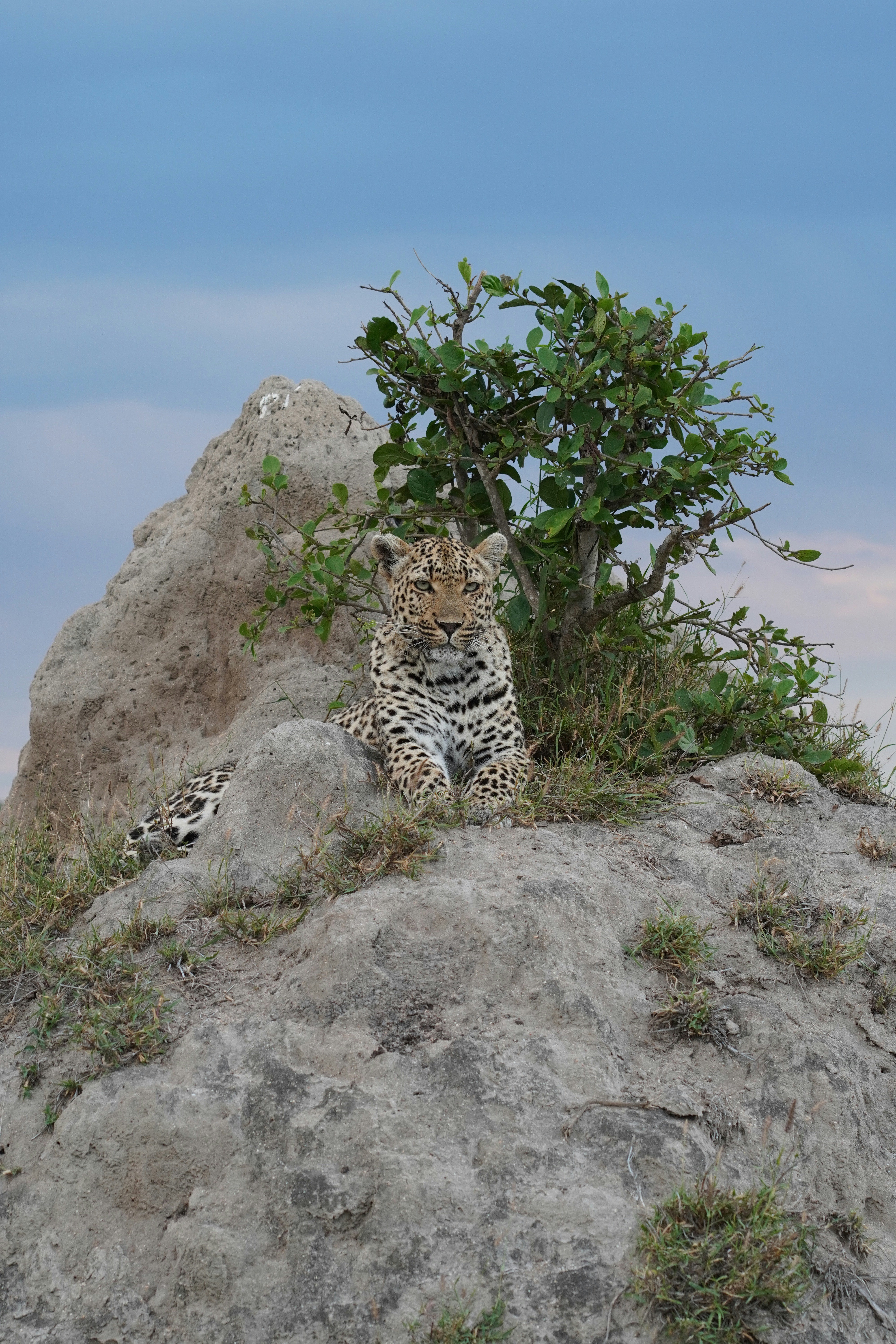 Book Your Safari Ride