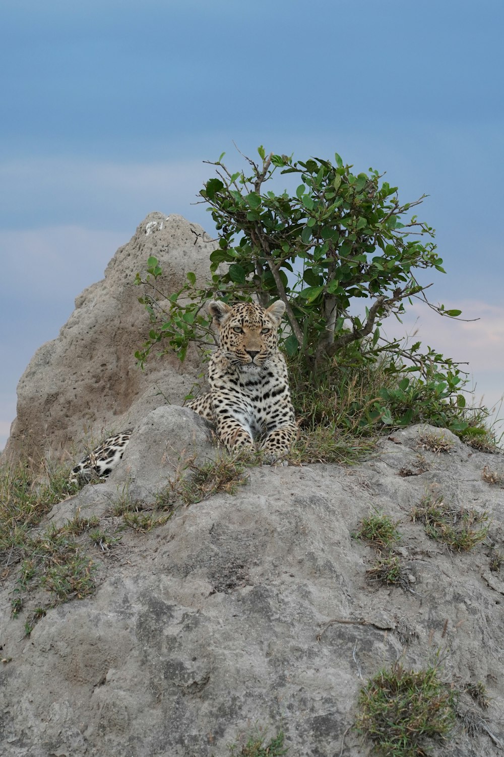 a leopard laying on top of a rock next to a tree