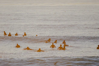 A group of surfers catching waves at sunrise on a calm beach.