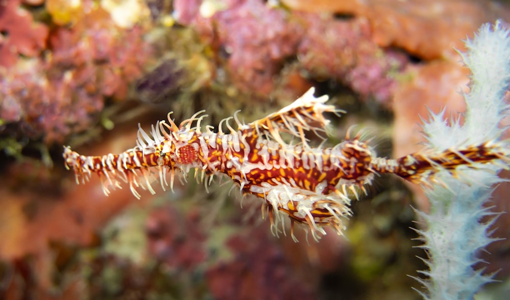 a close up of a sea horse on a coral