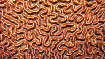 Intricate patterns with winding, maze-like ridges in vibrant orange and brown hues, resembling the surface of brain coral.