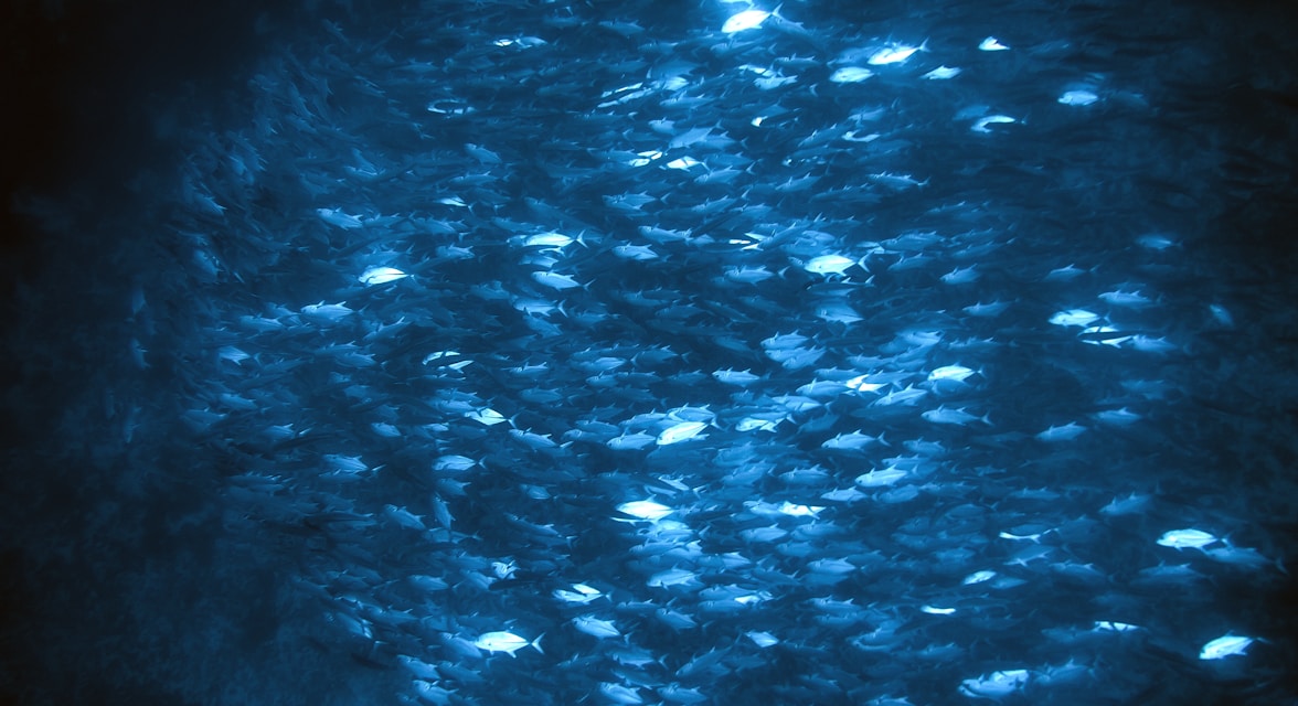 A large school of fish swimming together in the ocean, illuminated by blue-tinted light from above. The dense grouping creates a shimmering effect across the water.