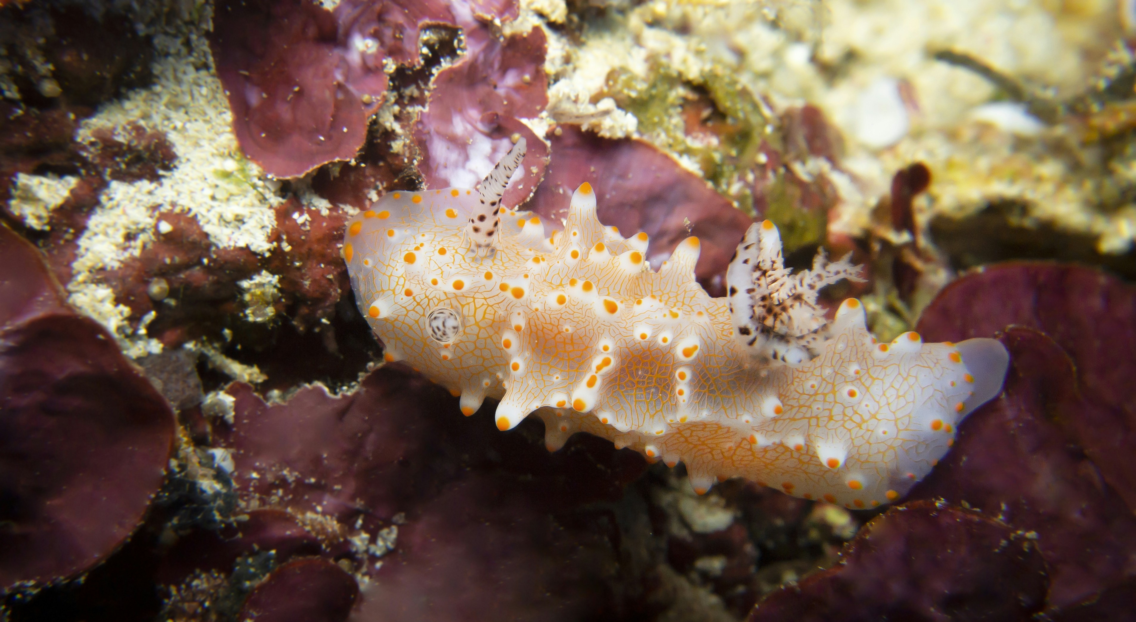 a close up of a sea anemone on a reef
