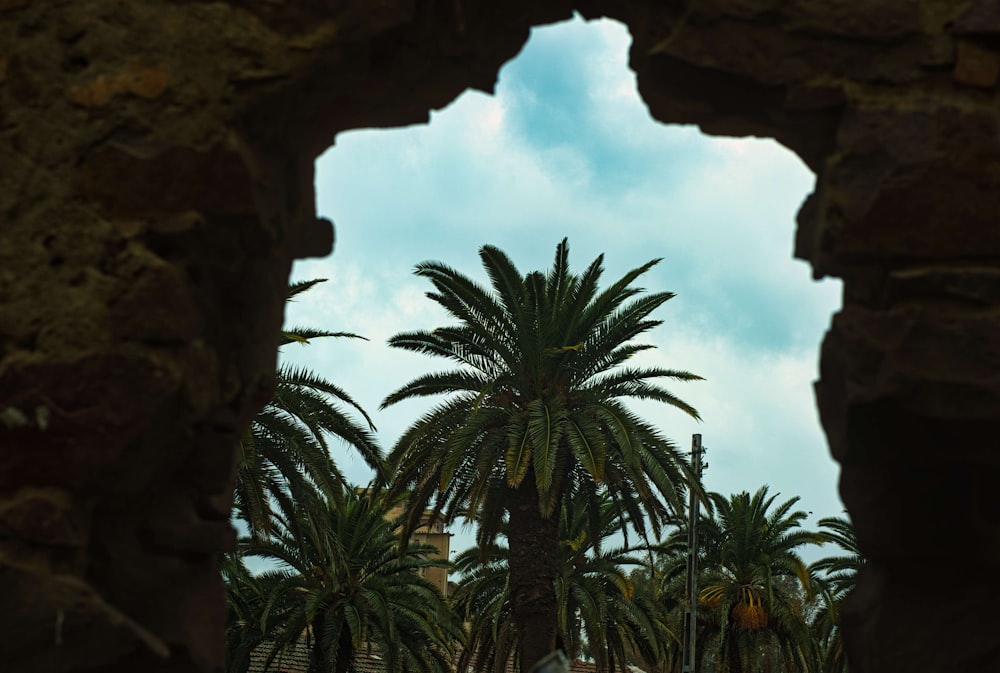 Una palmera vista a través de un agujero en un muro de piedra