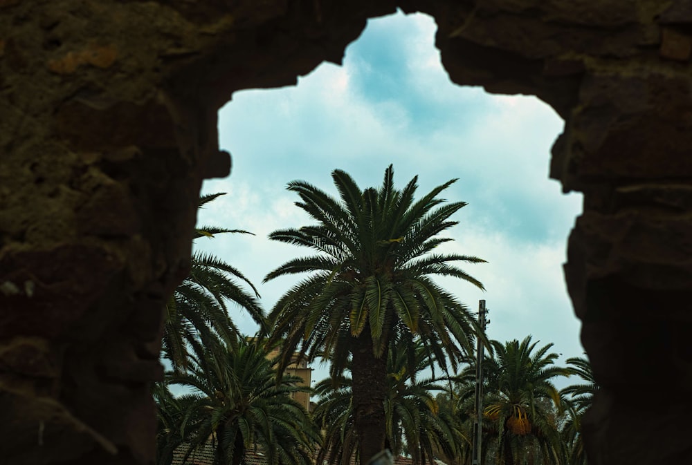 a palm tree seen through a hole in a stone wall