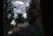 A rustic house with a tiled roof is nestled among lush greenery and tall trees, including a prominent palm tree. The sky above is overcast, creating a dramatic contrast with the dark foliage. Purple flowering plants add a pop of color to the scene.
