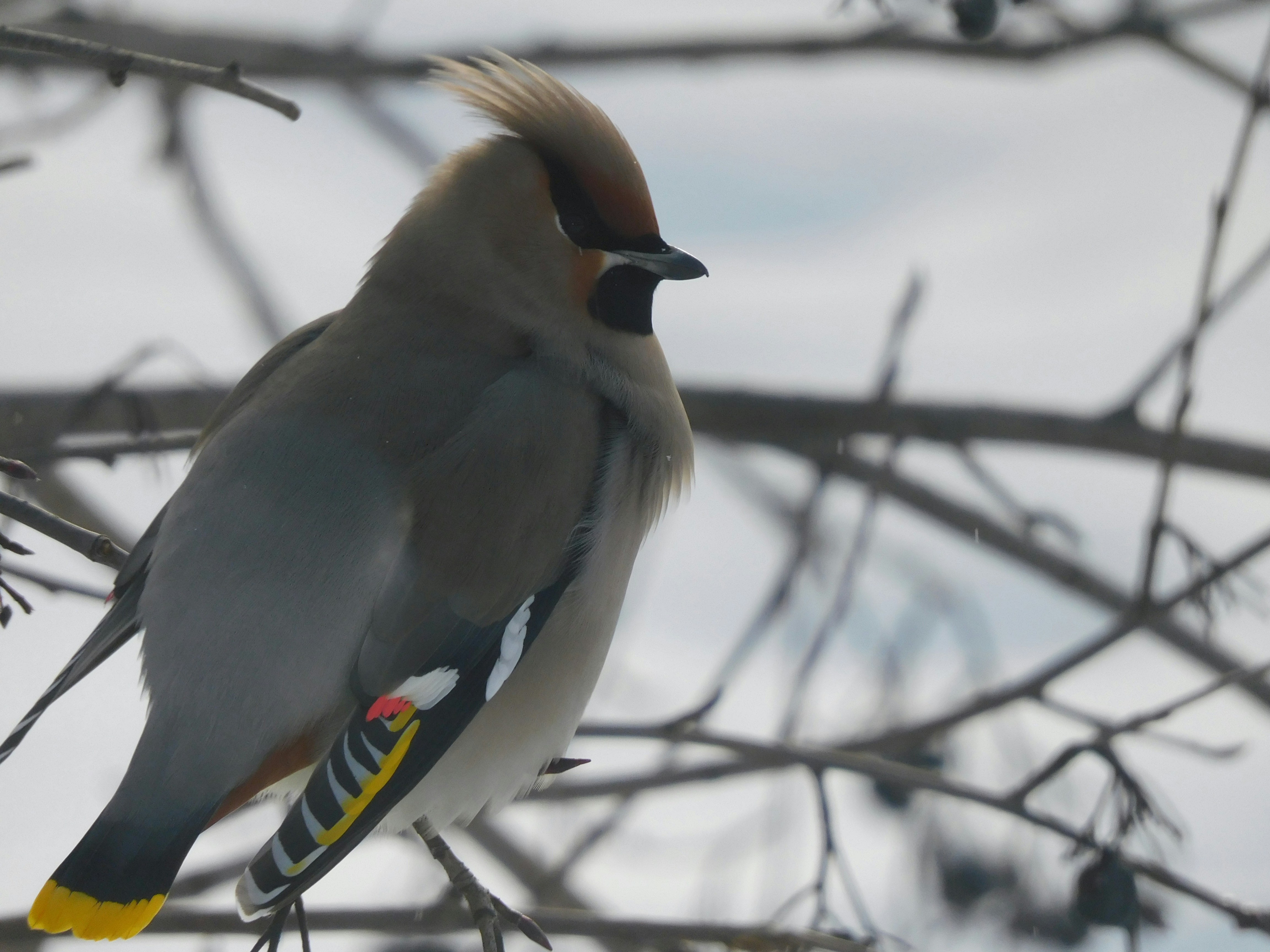 un oiseau perché sur une branche d’arbre