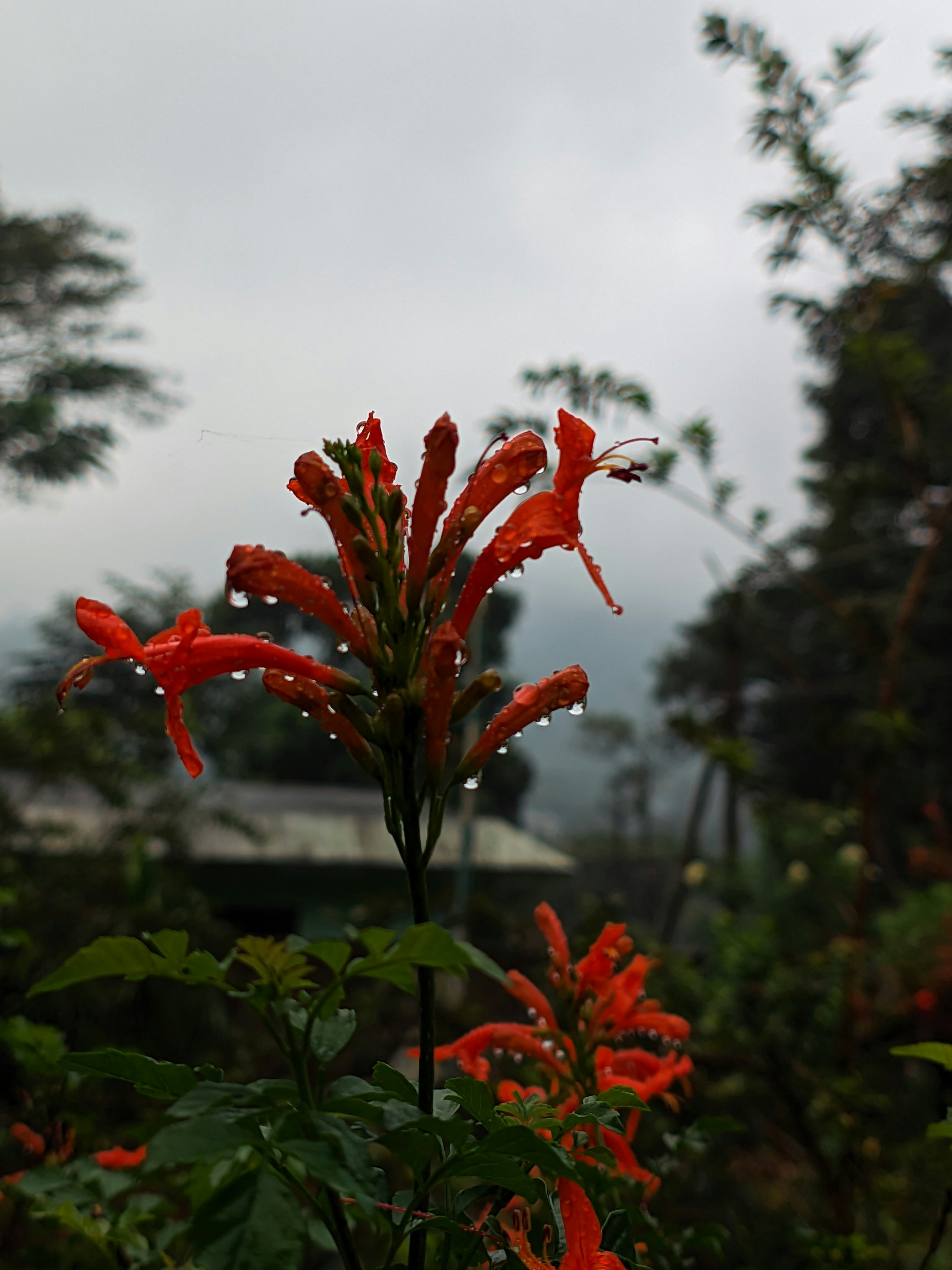 Photo by syamnani140