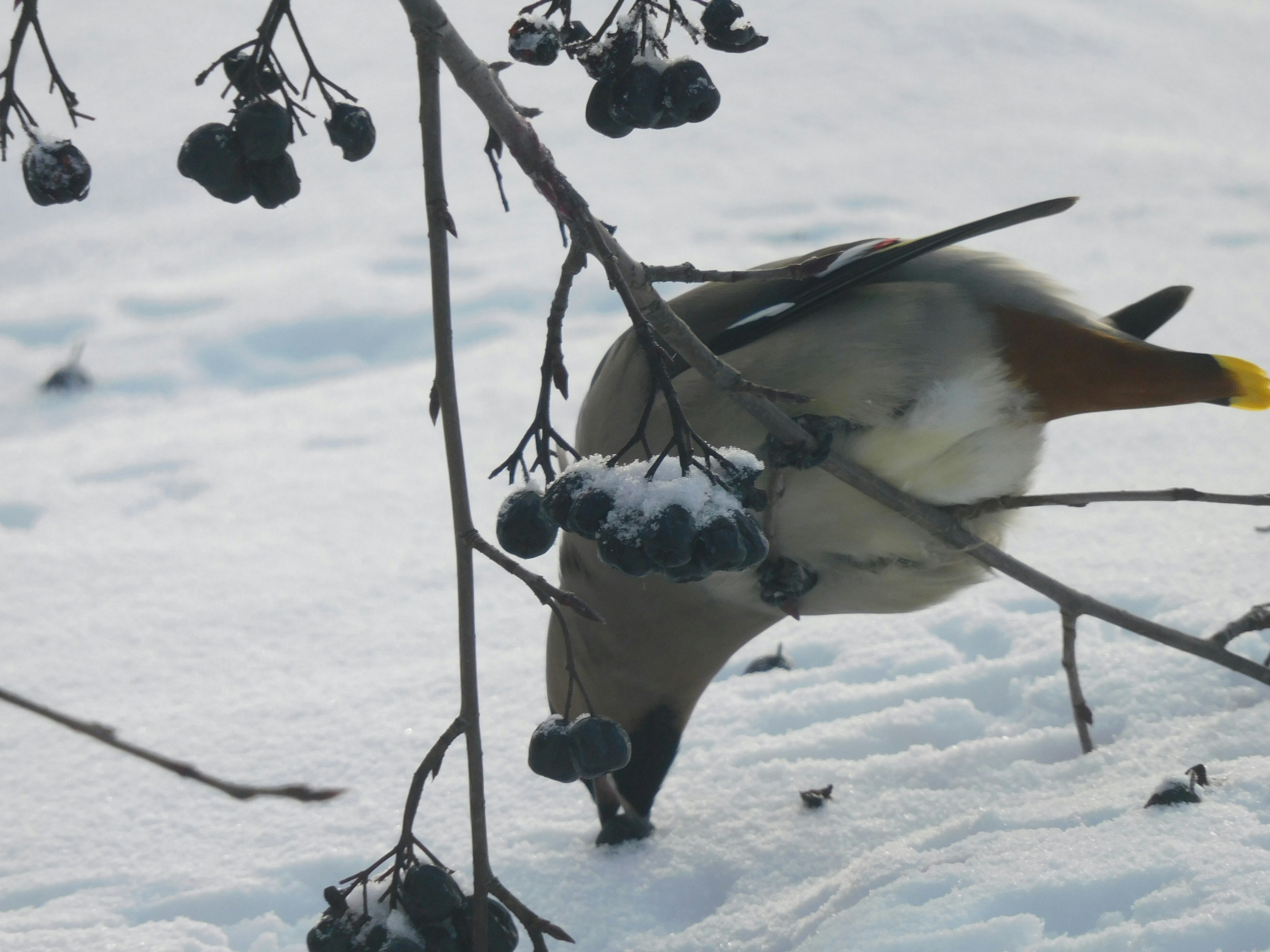 un oiseau mangeant des baies d’une branche d’arbre