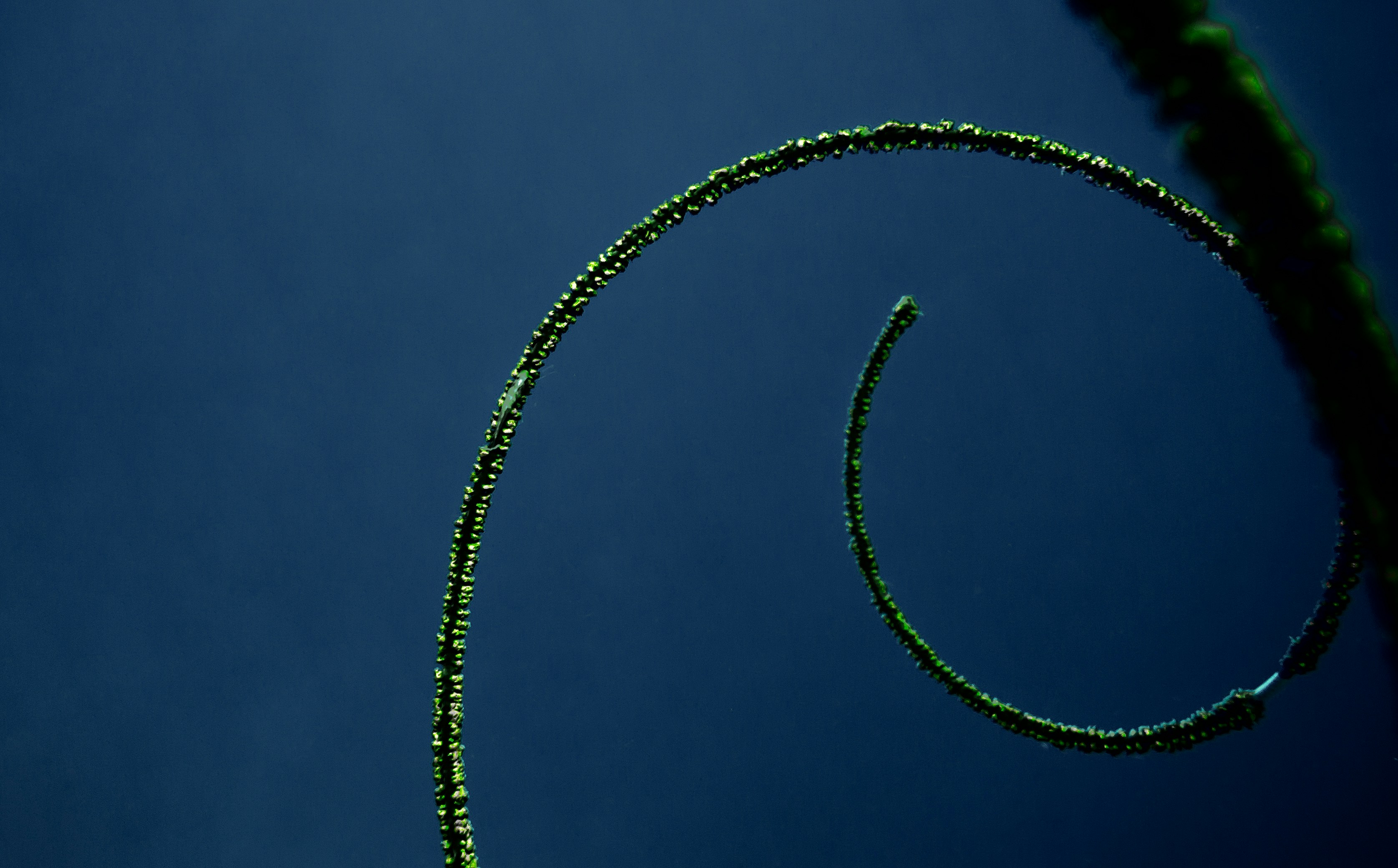 Pickleball player executing an Around the Post (ATP) shot, curving ball trajectory past net from overhead perspective