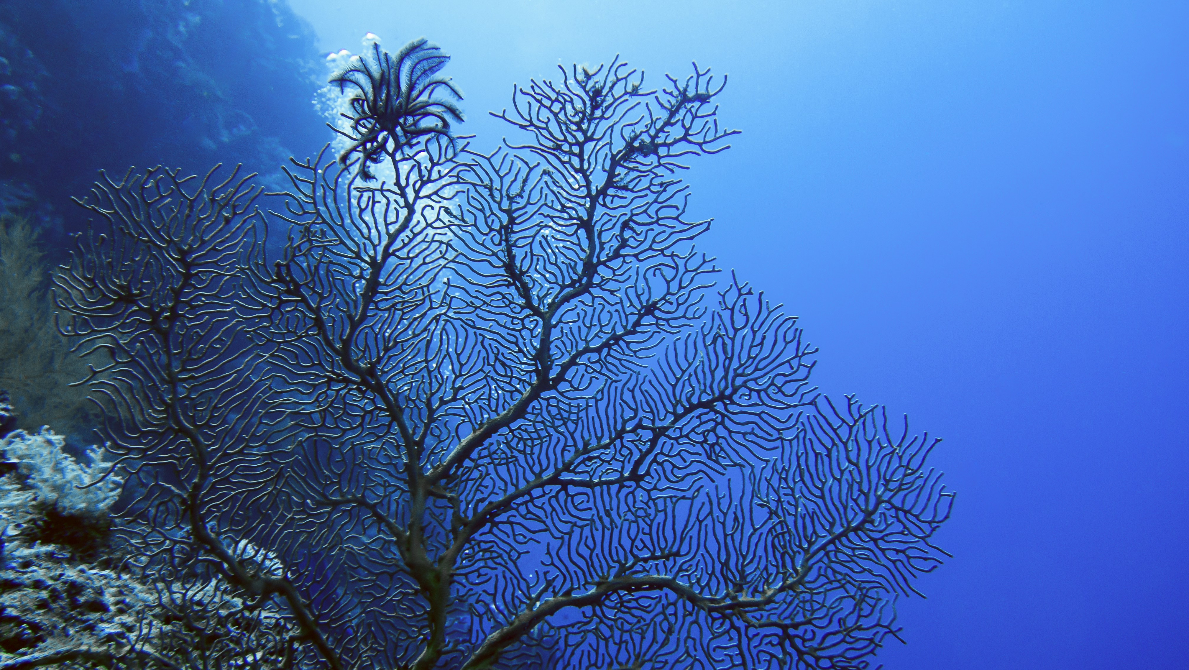 Coral reef with diver