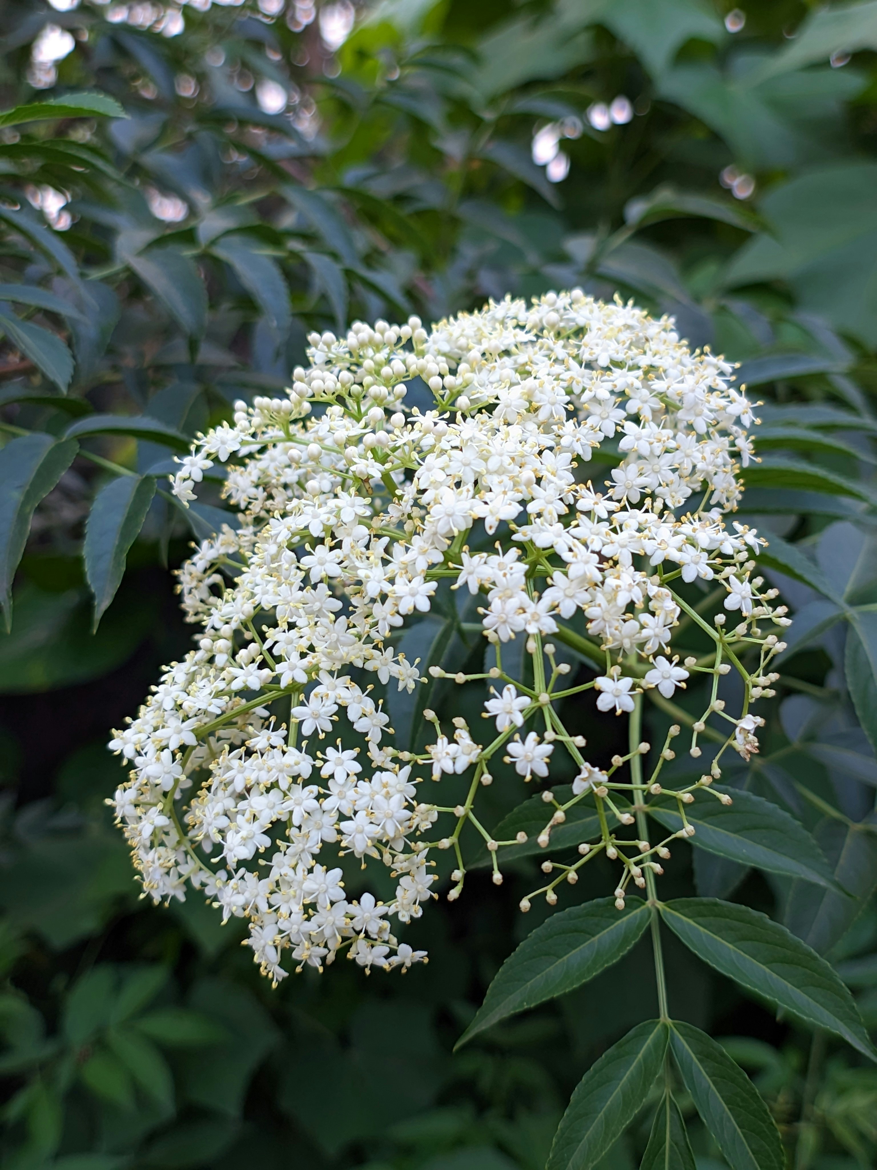 Photo by syamnani140