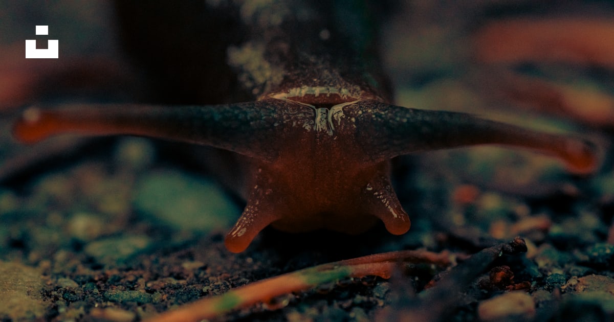A close up of a slug on the ground photo – Free North cascades national ...