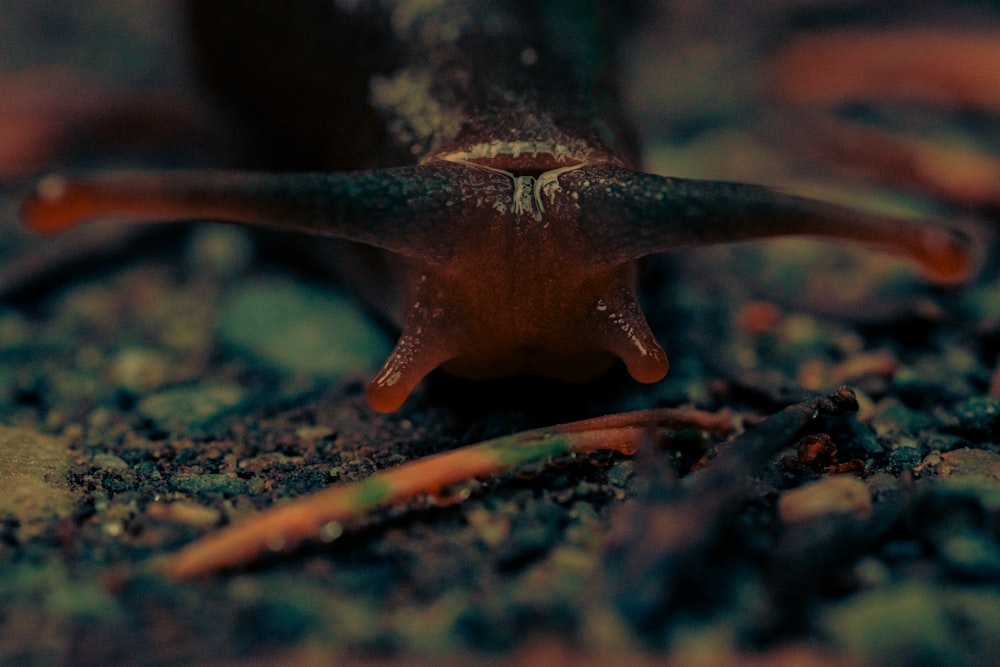 a close up of a slug on the ground