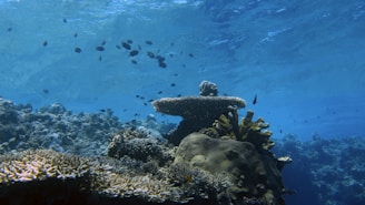 An imaginative underwater scene where ideas swim freely among glowing coral reefs.
