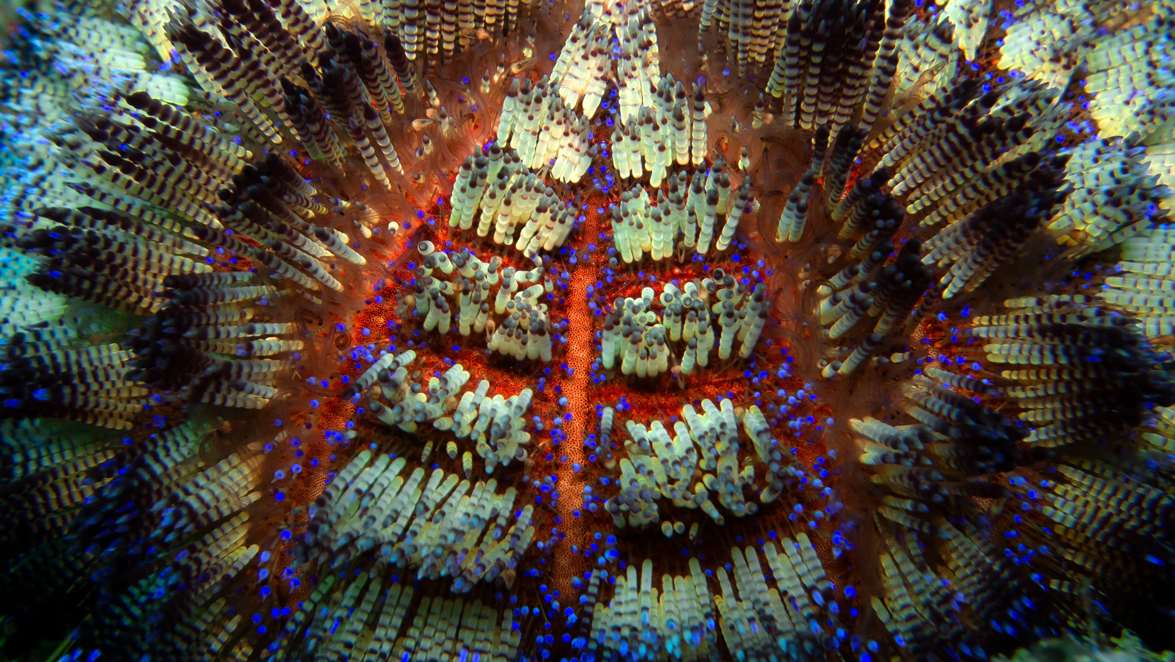 Coral Triangle