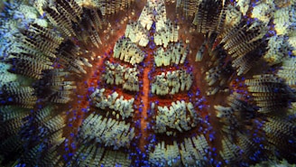 A close-up view of a vibrant marine organism showcasing intricate patterns of spines and vibrant colors. The composition features a radial arrangement with alternating shades of beige, brown, and deep blue dots on a reddish base.