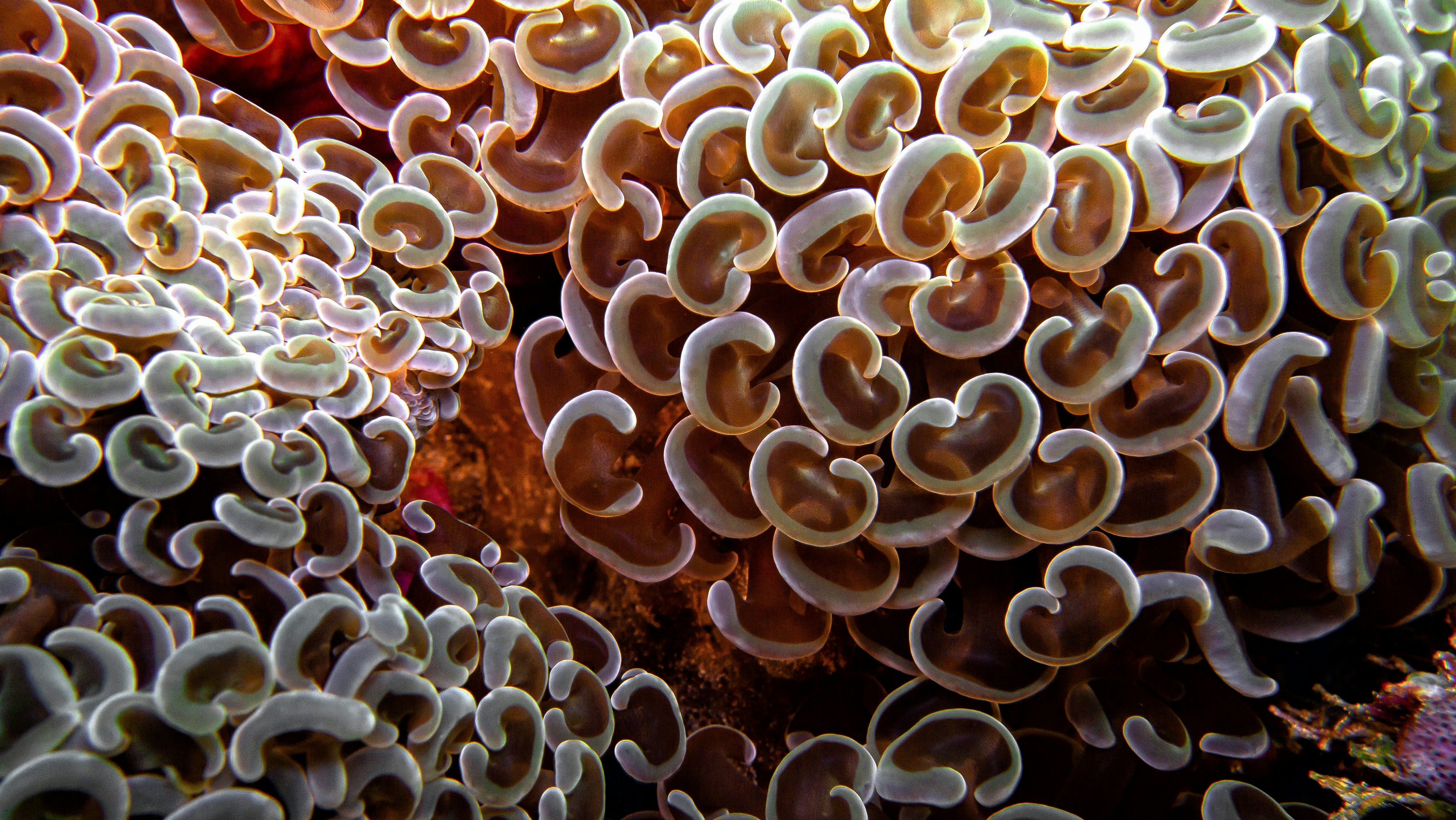 a close up of a group of sea anemones
