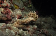 An underwater scene depicting a variety of coral and marine life on the ocean floor. The focal point is a uniquely shaped coral with a growth resembling tendrils on top. The surrounding area is composed of various rough-textured rocks and corals in muted colors.